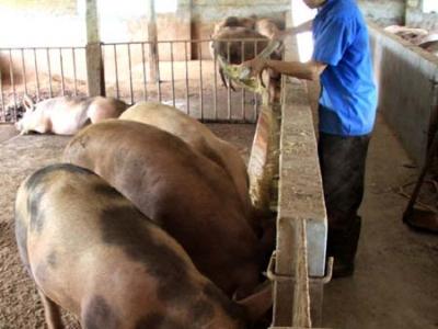 Chăn nuôi nông hộ liệu có bị nhấn chìm