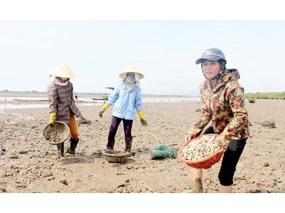 Nuôi ngao Bến Tre ở Hà Tĩnh