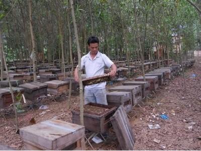 Nuôi ong di động