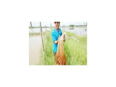 Ông Diễn với mô hình luân canh tôm