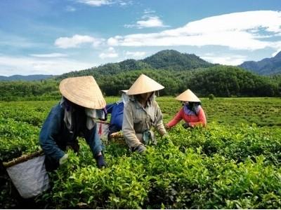 Phân bón Lâm Thao tăng năng suất cây chè