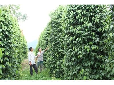 Thận trọng phát triển cây hồ tiêu