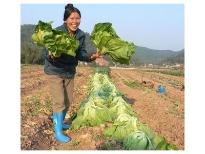 Lạng Sơn phát triển vùng rau an toàn theo tiêu chuẩn VietGAP
