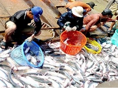Tổng sản lượng thủy sản 8 tháng đạt 4,25 triệu tấn, tăng 3,0%