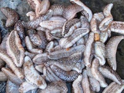 Sản vật tiến vua dạt đầy bờ biển, dân nhặt được cả tạ
