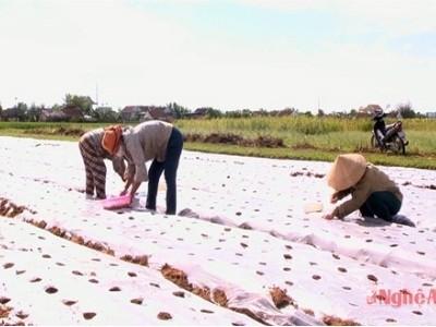 Cách làm vụ đông hiệu quả ở Diễn Châu