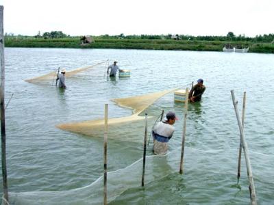 Các huyện trọng điểm nuôi tôm tăng cường quản lý con giống, dịch bệnh, xây dựng chiến lược bền vững nghề nuôi