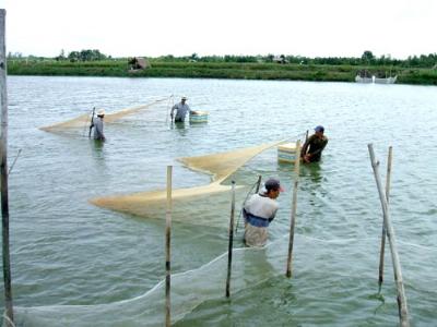 Các huyện trọng điểm nuôi tôm tăng cường quản lý con giống, dịch bệnh, xây dựng chiến lược bền vững nghề nuôi