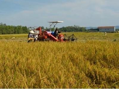 Tăng sức cạnh tranh cho sản phẩm lúa gạo Hà Tĩnh