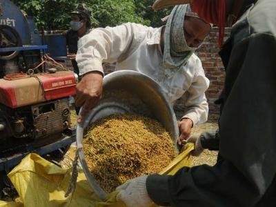 Thâm canh cây lúa và đa dạng hóa sản phẩm