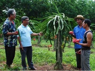 Trồng thành công thanh long ruột đỏ