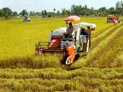 Trời nắng vàng, nông dân miền Trung hào hứng thu hoạch lúa