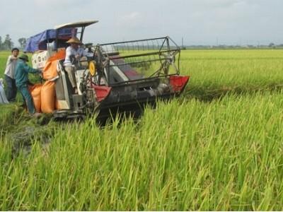 Toàn tỉnh thu hoạch được hơn 32.000 ha lúa mùa