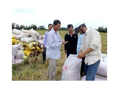 Thu hoạch lúa Thu đông Vui, buồn đầu vụ