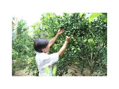 Cây quýt đường cho hiệu quả kinh tế cao