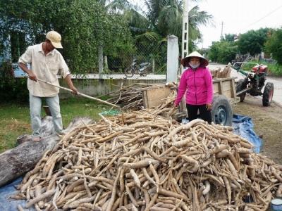 BDSTAR tăng cường thu mua mì nguyên liệu cho nông dân trước mùa mưa lũ