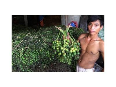 Bất thường việc thương lái Trung Quốc mua cau non