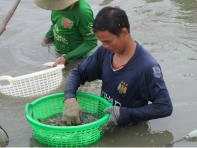 Tôm càng xanh chờ lũ