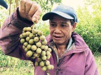 Tăng cường quản lý việc khai thác trái mây rừng