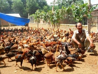 Giá gia súc, gia cầm tăng cao, trang trại nô nức tái đàn
