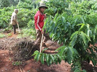 Bảo hiểm nông nghiệp chiếc phao của nông dân trồng cà phê