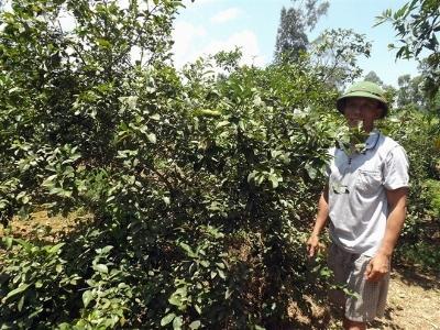 Người trồng chanh lao đao