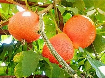 Toàn tỉnh có 24,85 ha gấc đã xuống giống