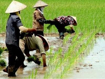 Chi hỗ trợ hơn 52 tỷ đồng cho nông dân trồng lúa