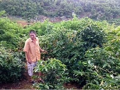 Làm giàu từ cây na trên vùng đất Sơn La