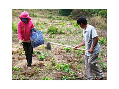 Cần quy hoạch lại vùng sản xuất sắn tại Tây Nguyên