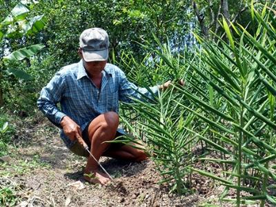 Nông dân lại tự phát trồng gừng