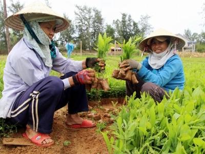 Ươm cây giống cho thu nhập cao