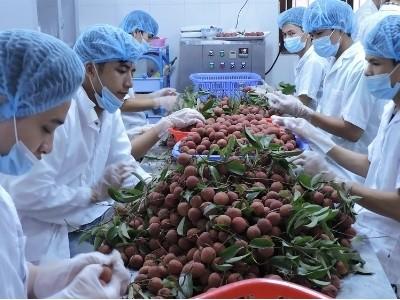 Công nghệ giúp vải tươi quanh năm