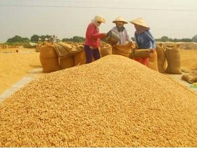 Nỗi buồn ở vựa lúa