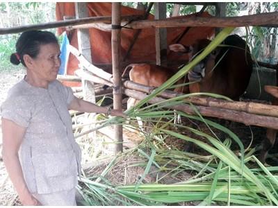 Bảo hiểm trọn gói cho ... trâu, bò