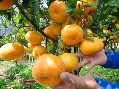 Cách chăm sóc cây cam, quýt đúng kỹ thuật cho cây sai quả