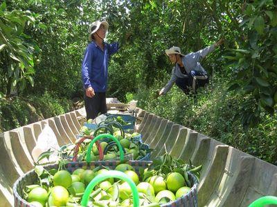 Cam xoàn Lai Vung vào mùa thu hoạch