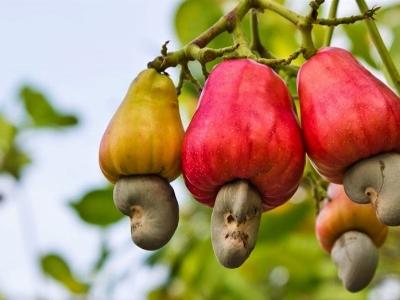 Bệnh thán thư hại điều