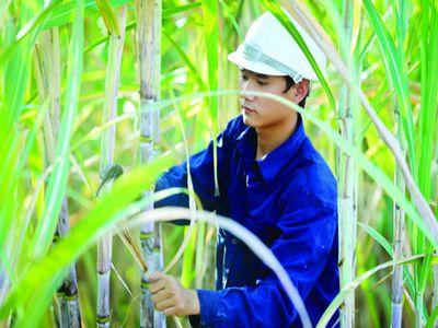 Cho vay nông nghiệp theo chuẩn công nghiệp không còn phù hợp