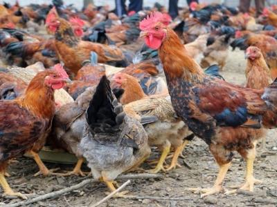 Gà đồi Yên Thế - sản phẩm mang thương hiệu độc quyền