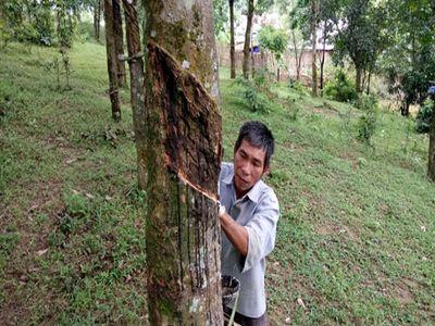 Giá mủ thấp, xót lòng chặt bỏ cao su