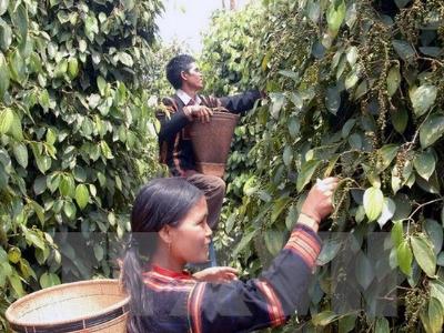 Ngăn chặn tình trạng ồ ạt mở rộng diện tích hồ tiêu tại Tây Nguyên