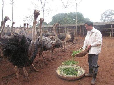 Kỹ thuật nuôi đà điểu thịt