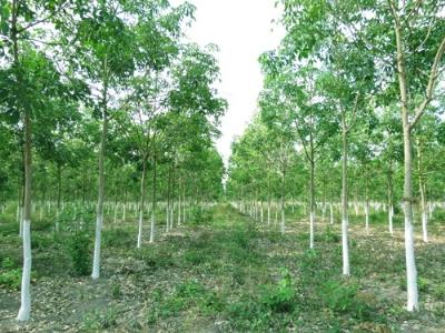 Phòng trị bệnh trên cao su bệnh héo đen đầu lá