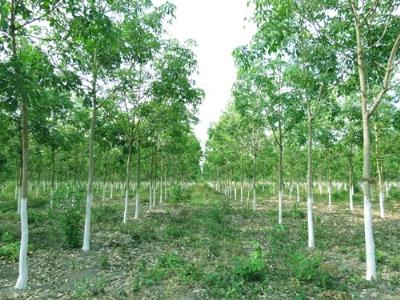 Quy trình kỹ thuật trồng cao su trên đất rừng nghèo ngập úng