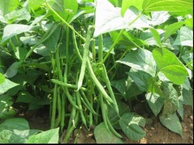 Hướng dẫn cách trồng rau mầm đậu cove