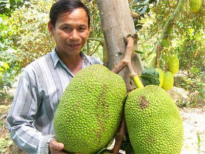 Kỹ thuật trồng mít Thái Lan - Kỹ thuật trồng và chăm sóc