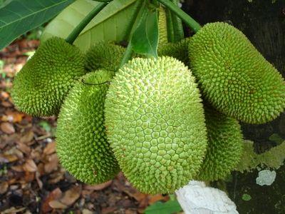 Kỹ thuật trồng mít - Thời vụ và Chuẩn bị cây giống trước khi trồng