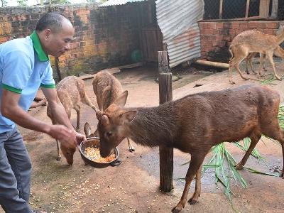 Hiệu quả từ mô hình nuôi hươu lấy nhung