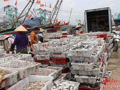 Nghệ An: Mùa chế biến cá cơm ở Hoàng Mai